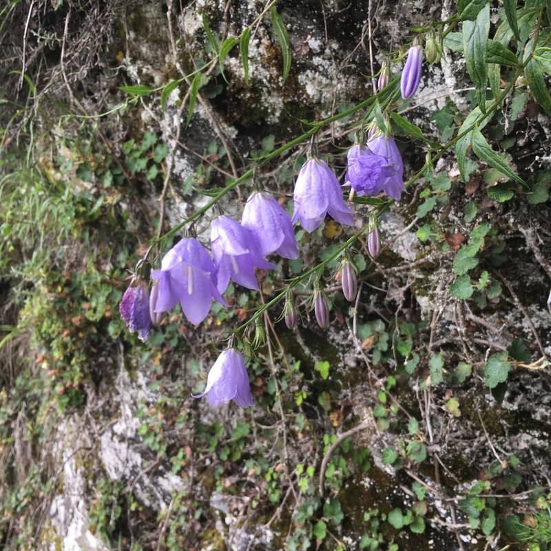 Adenophora morrisonensis photo 8