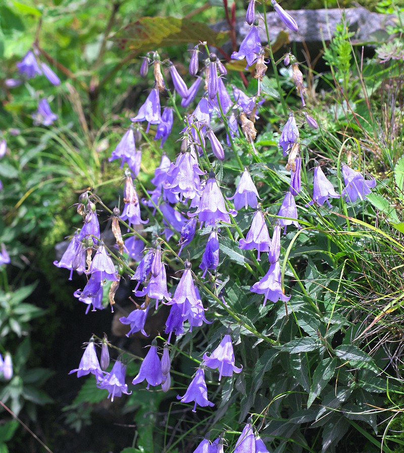 Adenophora nikoensis photo 2