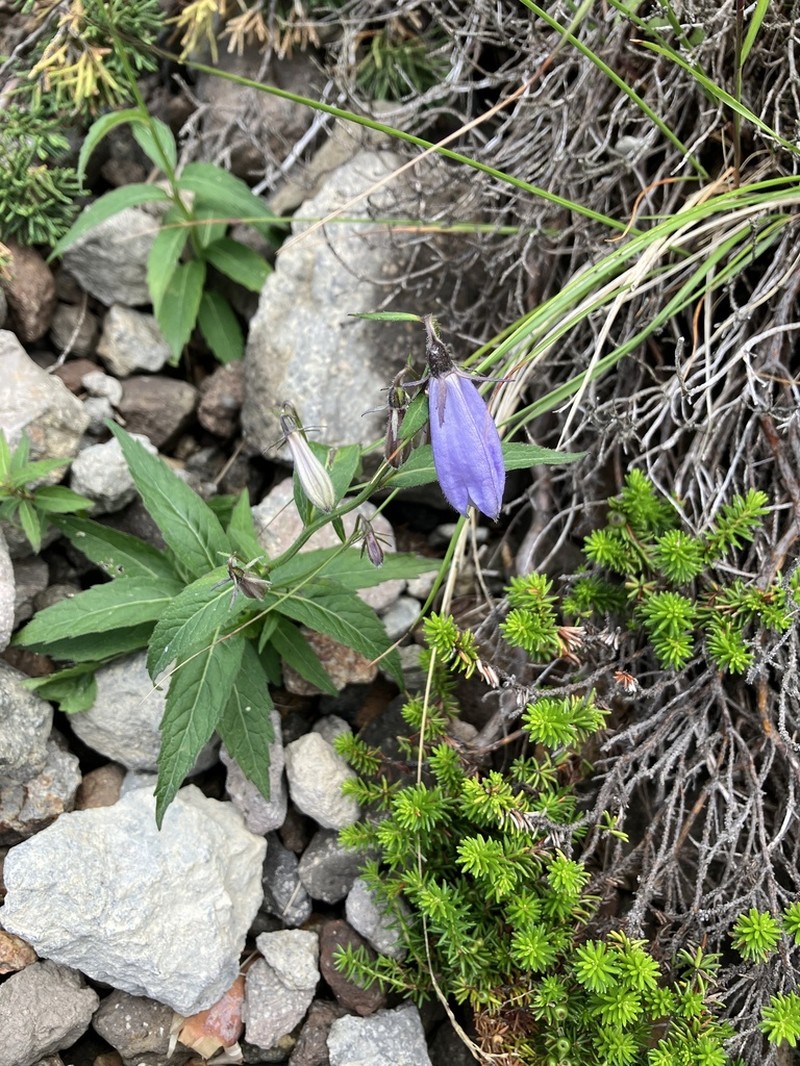 Adenophora nikoensis photo 3