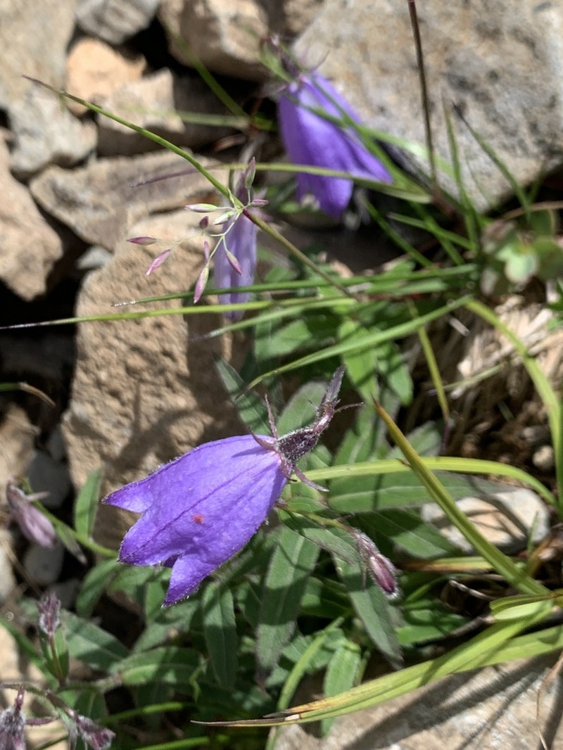 Adenophora nikoensis photo 4