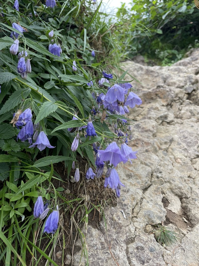 Adenophora nikoensis photo 5