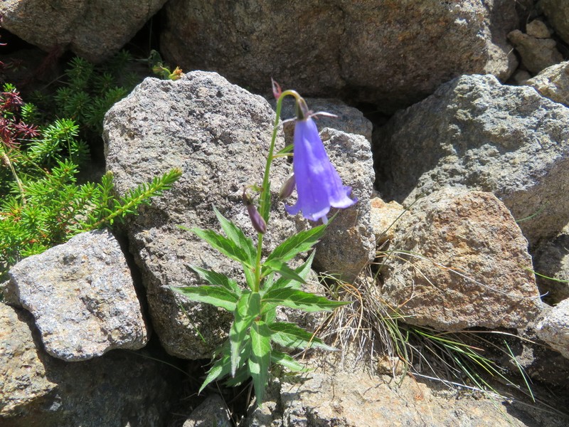 Adenophora nikoensis photo 6