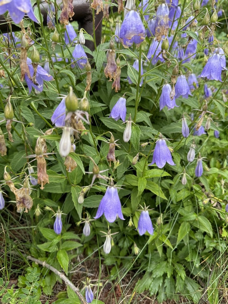 Adenophora nikoensis photo 7