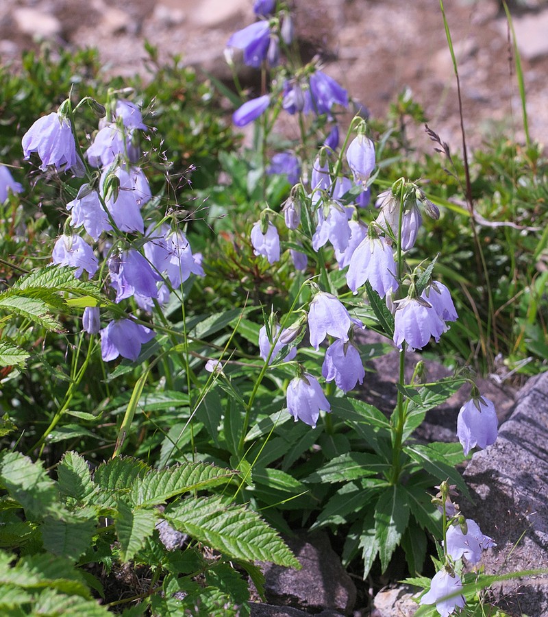 Adenophora nikoensis photo 8