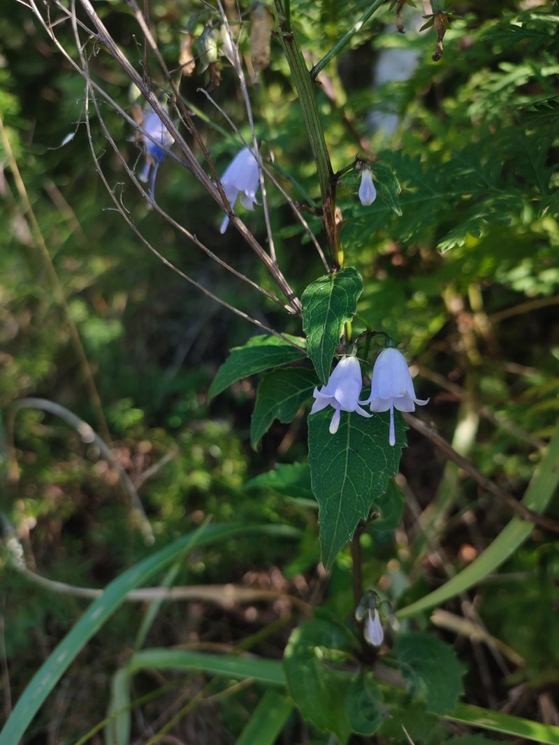 Adenophora pereskiifolia