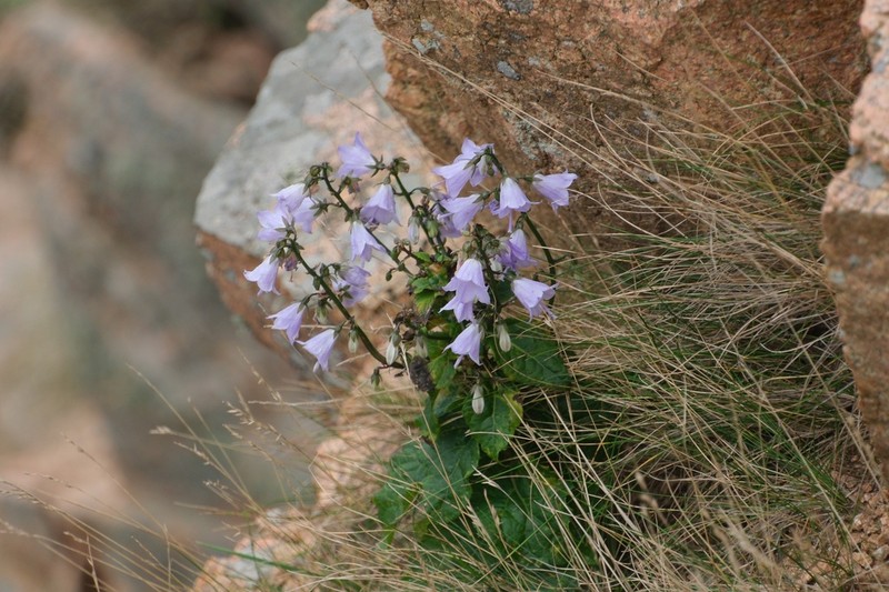 Adenophora pereskiifolia photo 2