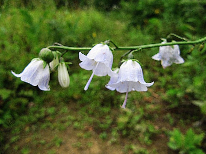 Adenophora pereskiifolia photo 4