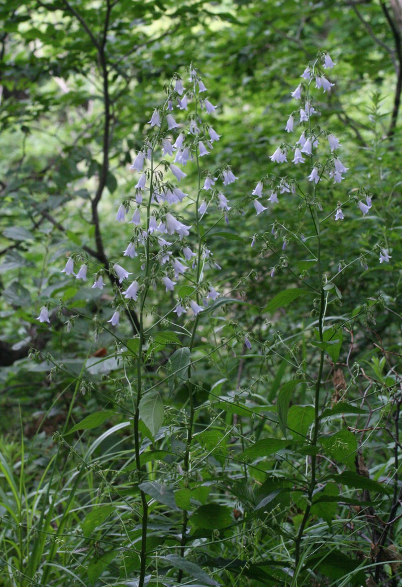Adenophora pereskiifolia photo 5