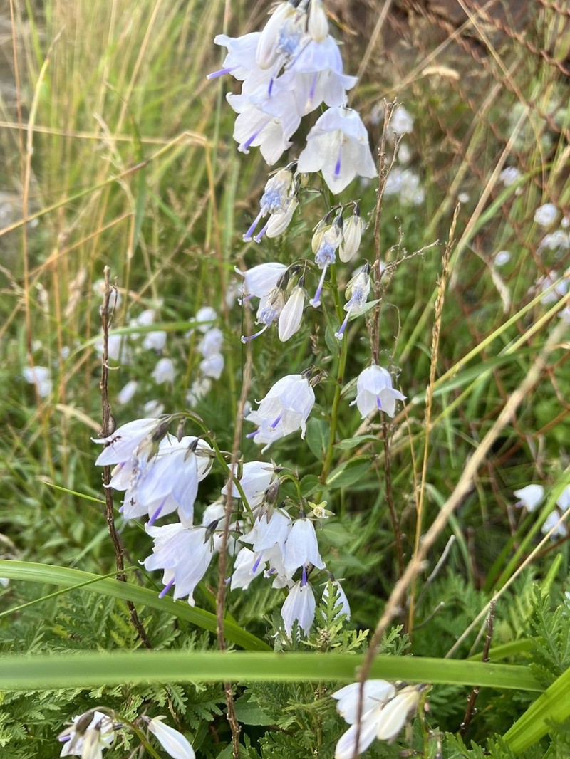 Adenophora pereskiifolia photo 6