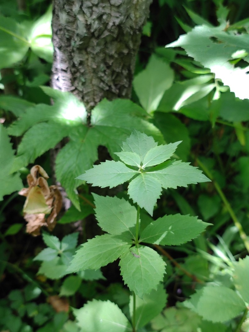 Adenophora pereskiifolia photo 8