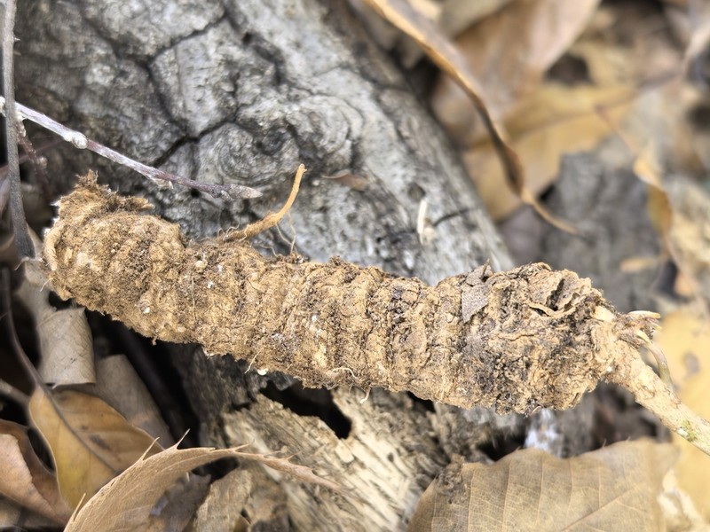 Adenophora petiolata photo 2