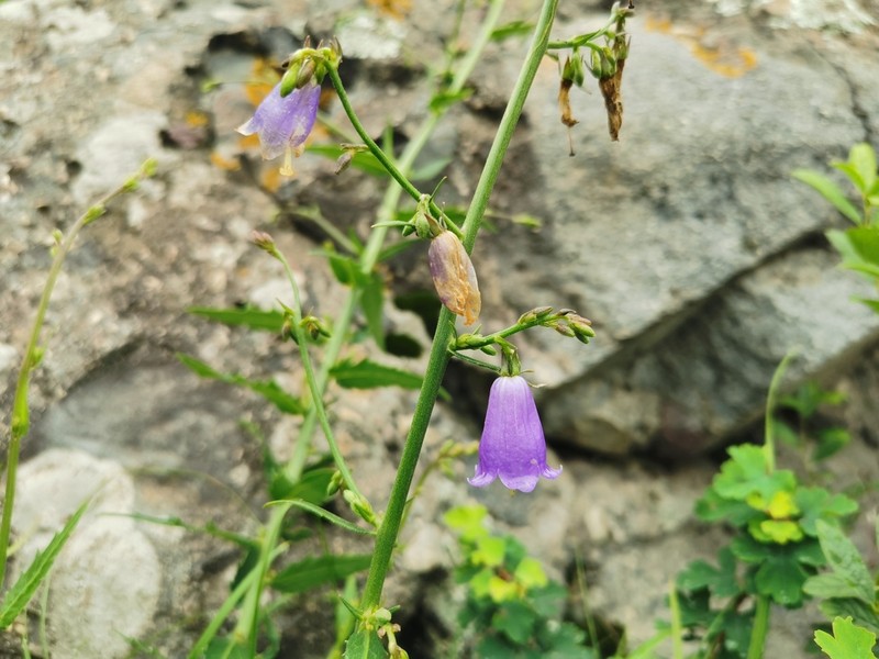 Adenophora polyantha