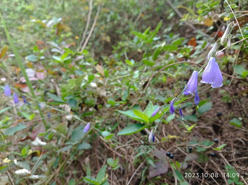 Adenophora polyantha photo 2