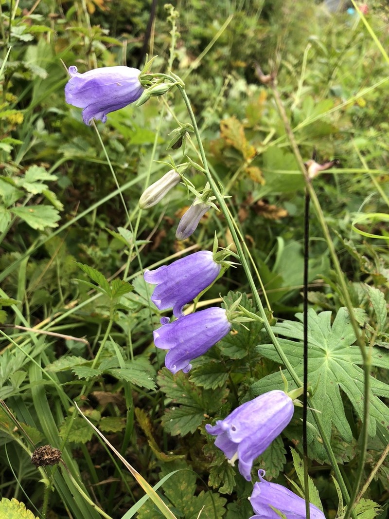 Adenophora polyantha photo 3