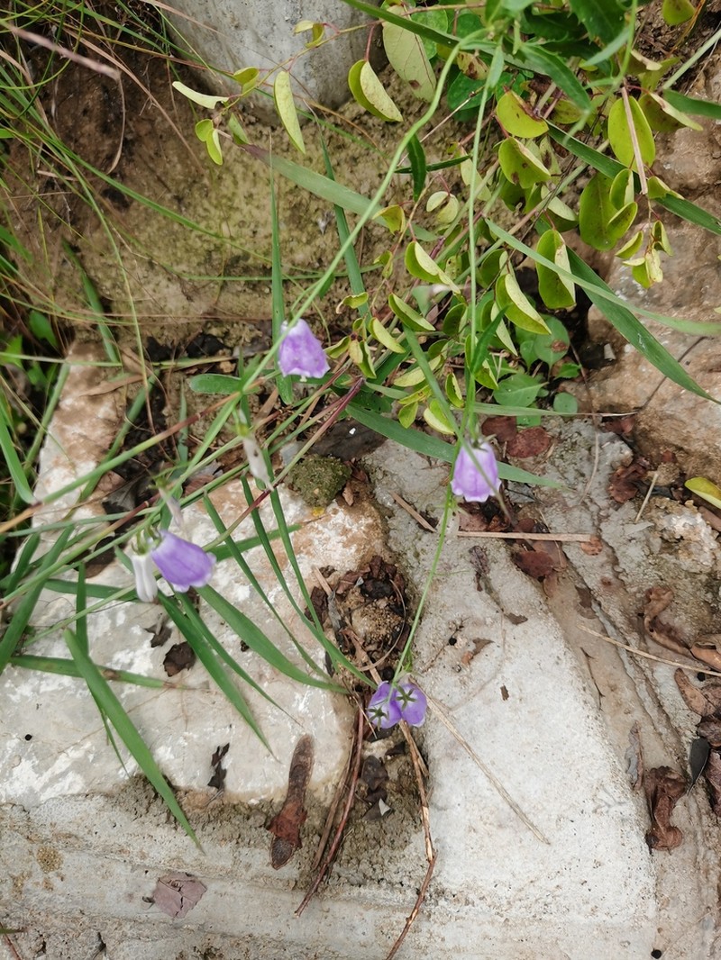 Adenophora polyantha photo 4