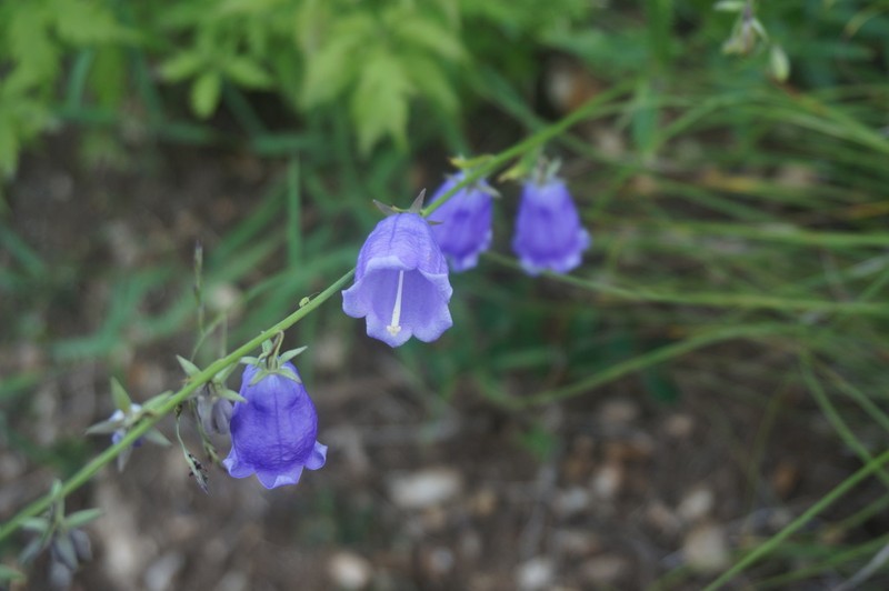 Adenophora polyantha photo 5