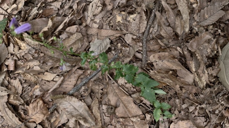 Adenophora polyantha photo 6