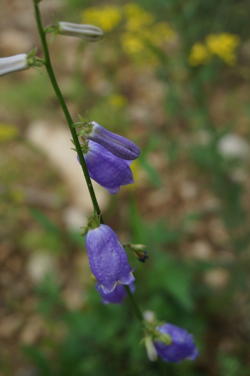 Adenophora polyantha photo 7