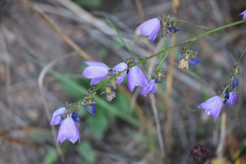 Adenophora polyantha photo 8