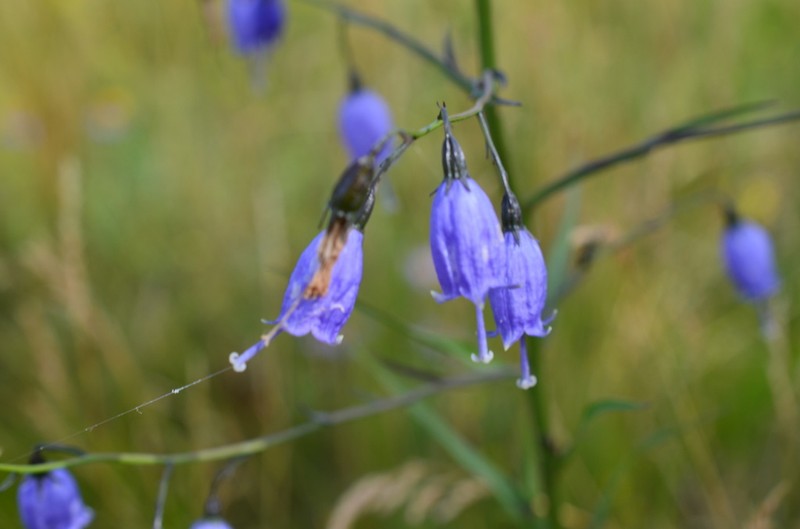 Adenophora pratensis photo 2