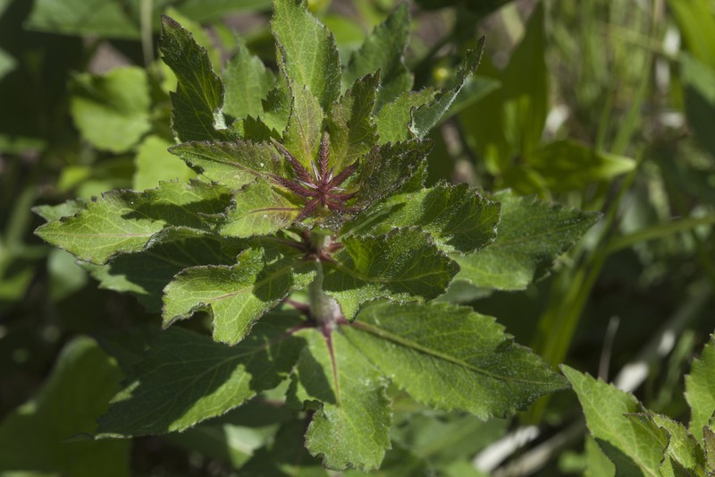 Adenophora probatovae