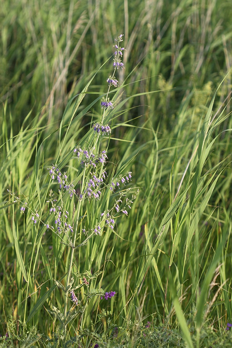 Adenophora probatovae photo 2