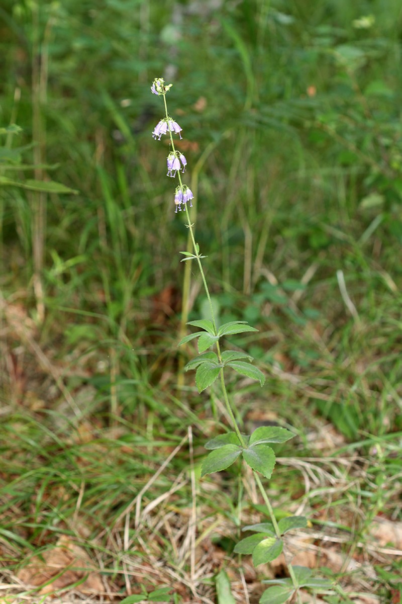 Adenophora probatovae photo 5