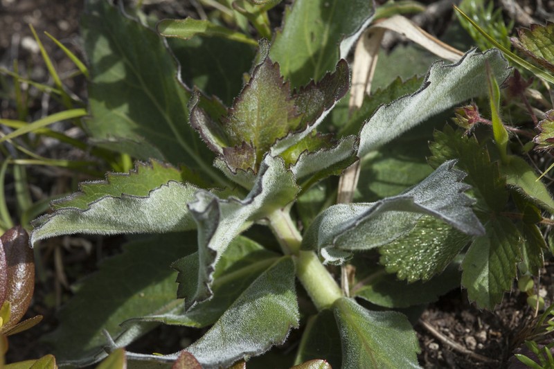 Adenophora probatovae photo 6