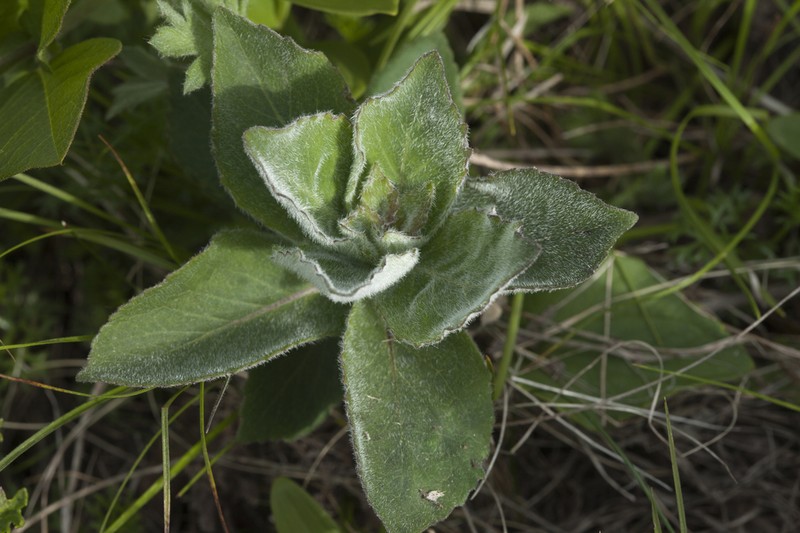 Adenophora probatovae photo 8