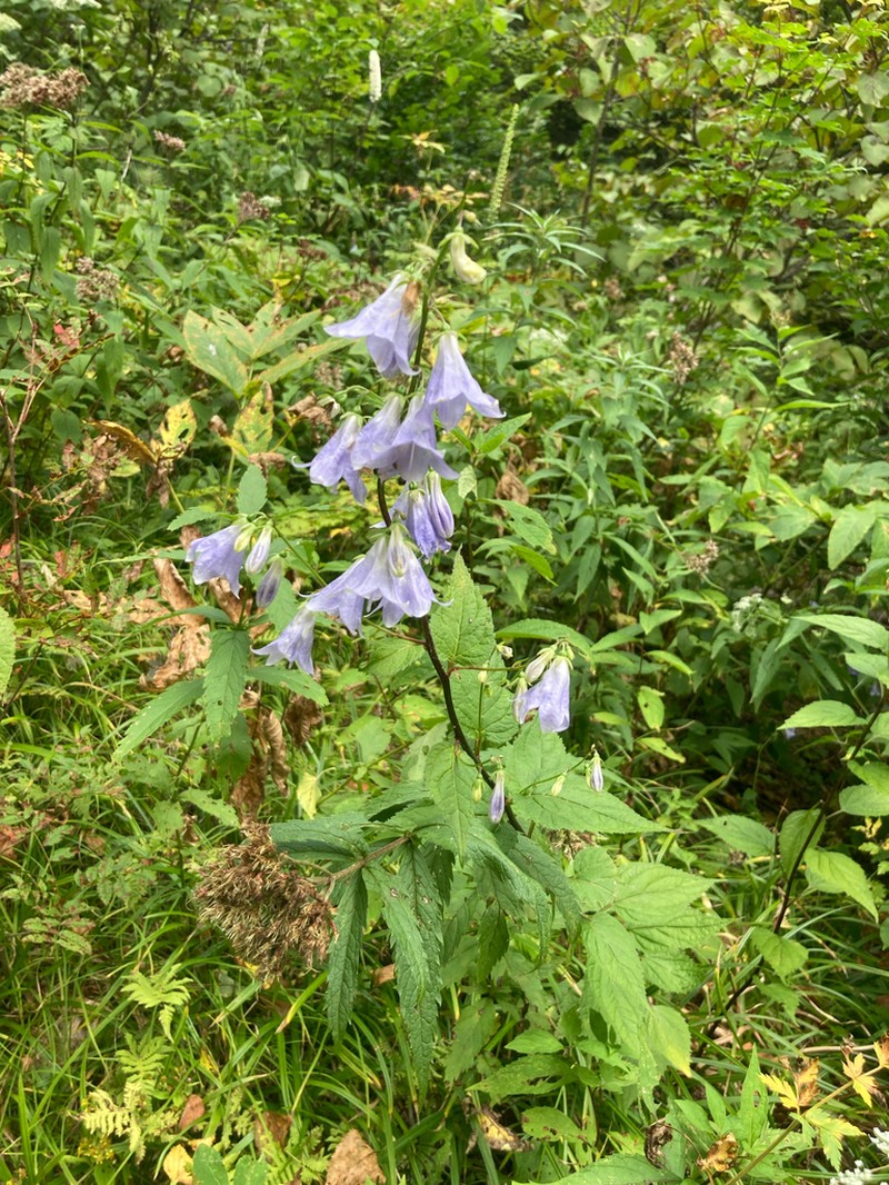 Adenophora remotiflora