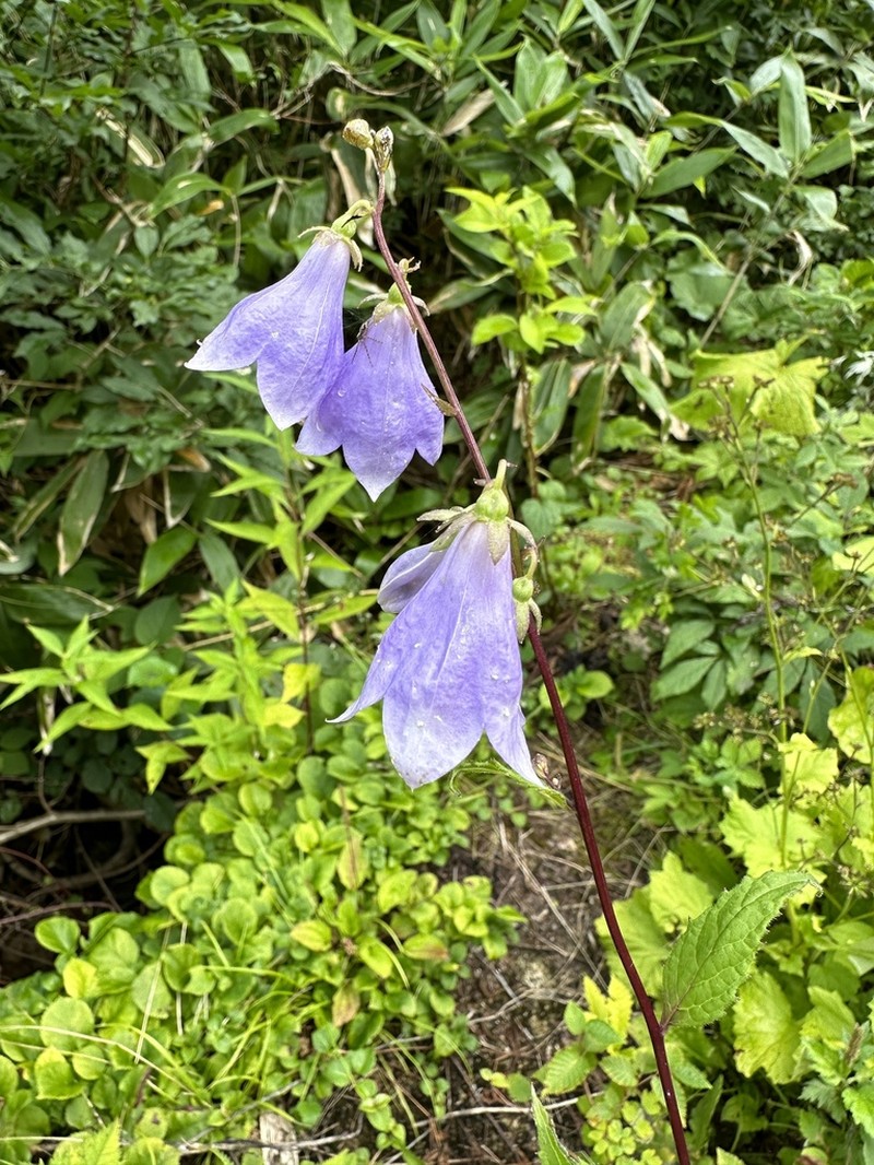 Adenophora remotiflora photo 3