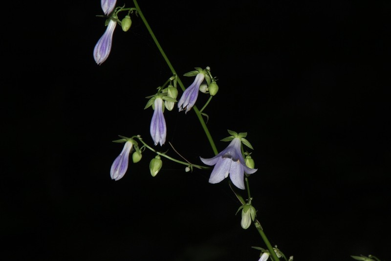 Adenophora remotiflora photo 5