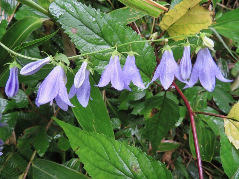 Adenophora remotiflora photo 6