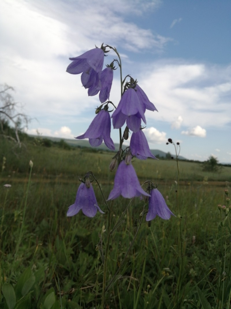 Adenophora rupestris photo 2