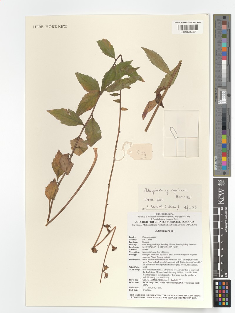Adenophora rupincola