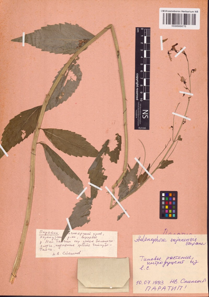 Adenophora sajanensis