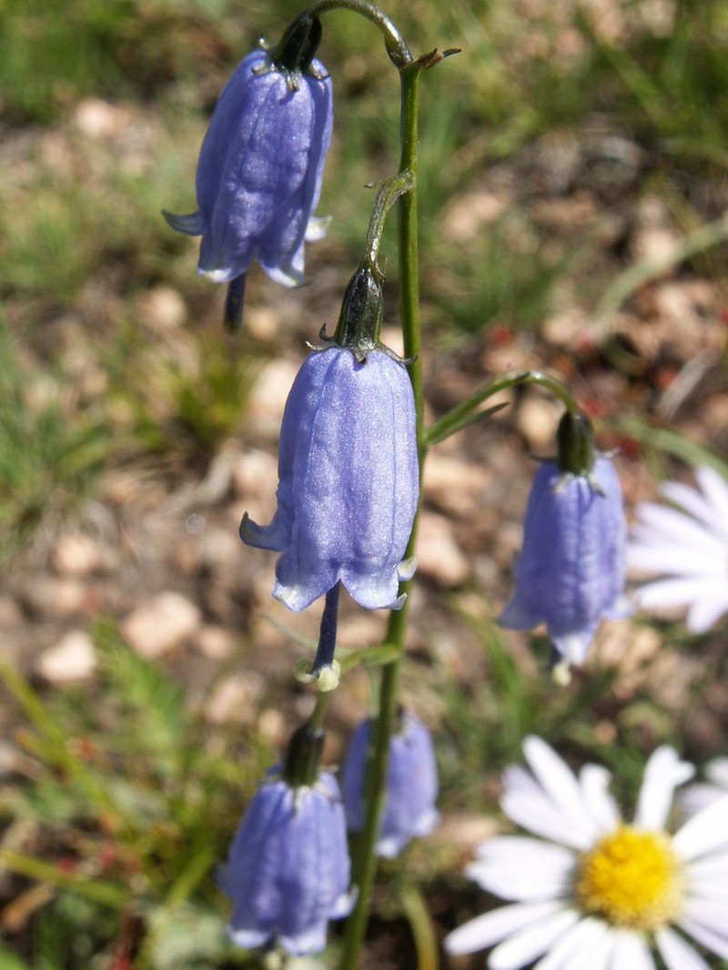 Adenophora stenanthina photo 8