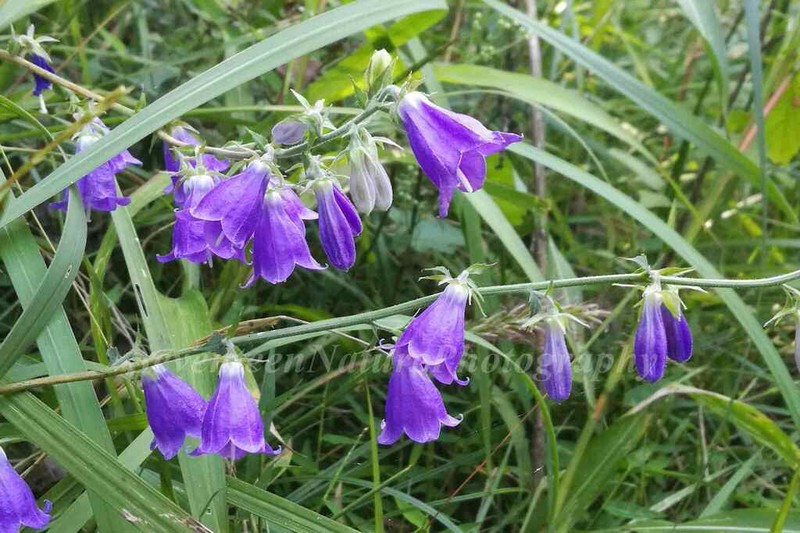 Adenophora stricta