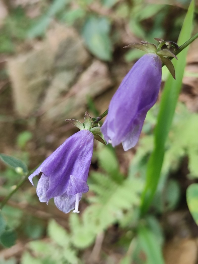 Adenophora stricta photo 2