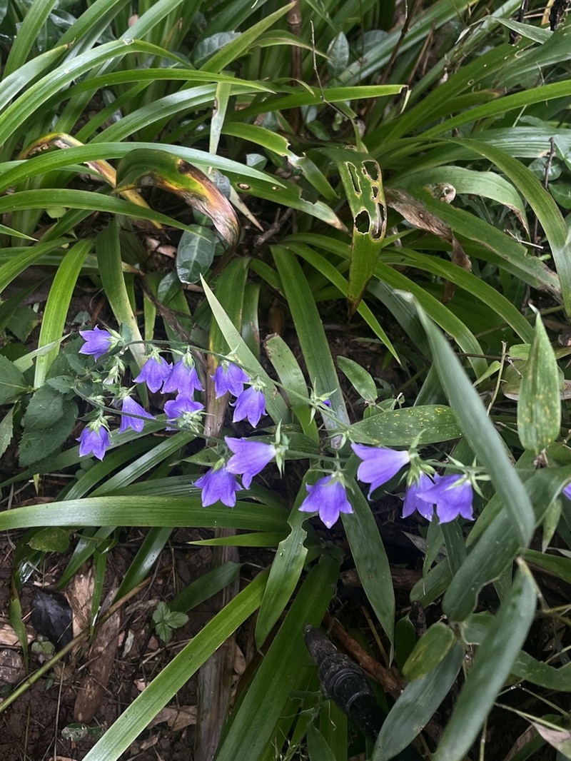 Adenophora stricta photo 3