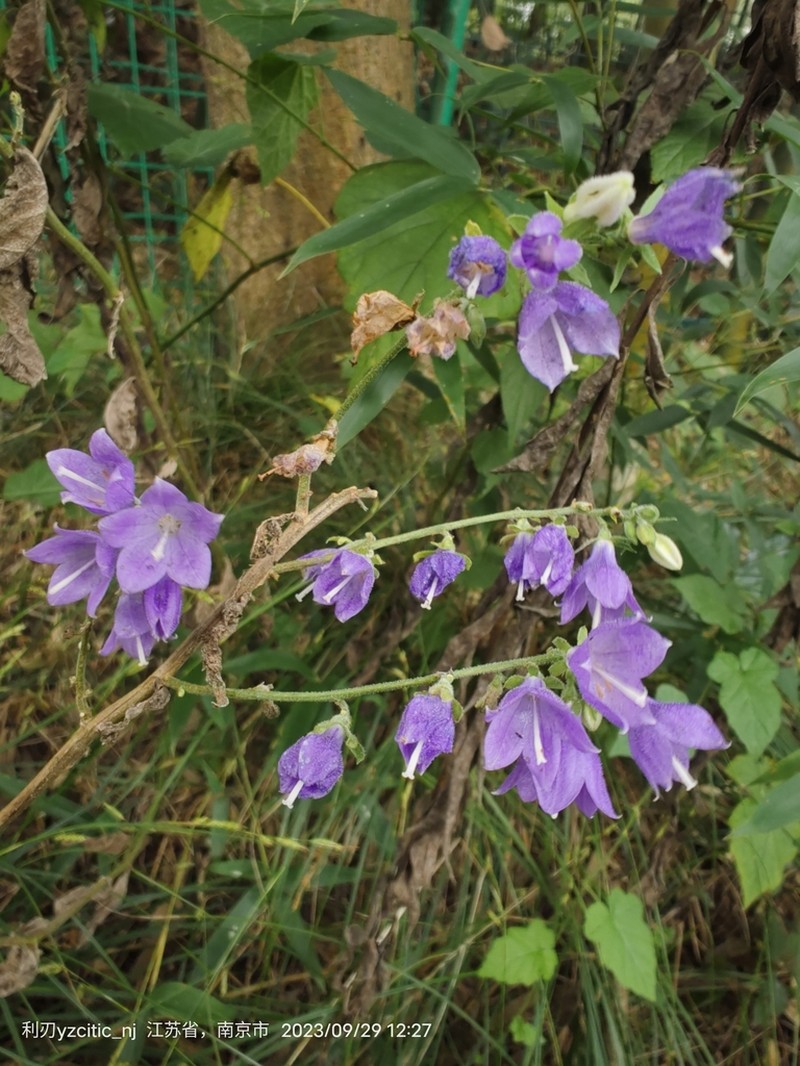 Adenophora stricta photo 4
