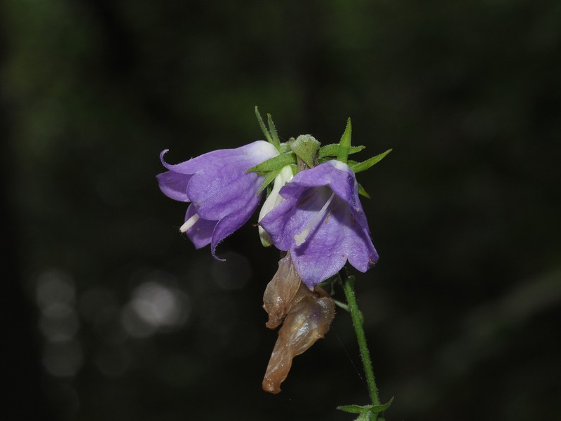 Adenophora stricta photo 5