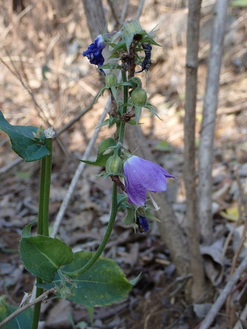 Adenophora stricta photo 6