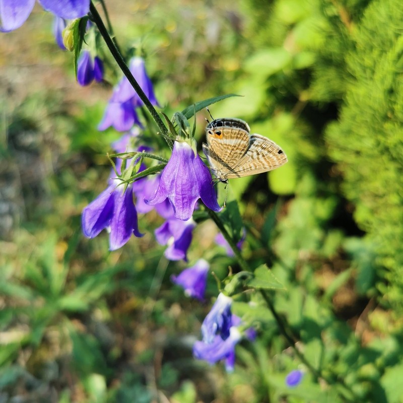 Adenophora stricta photo 7