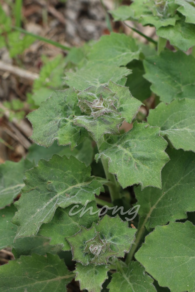 Adenophora stricta photo 8