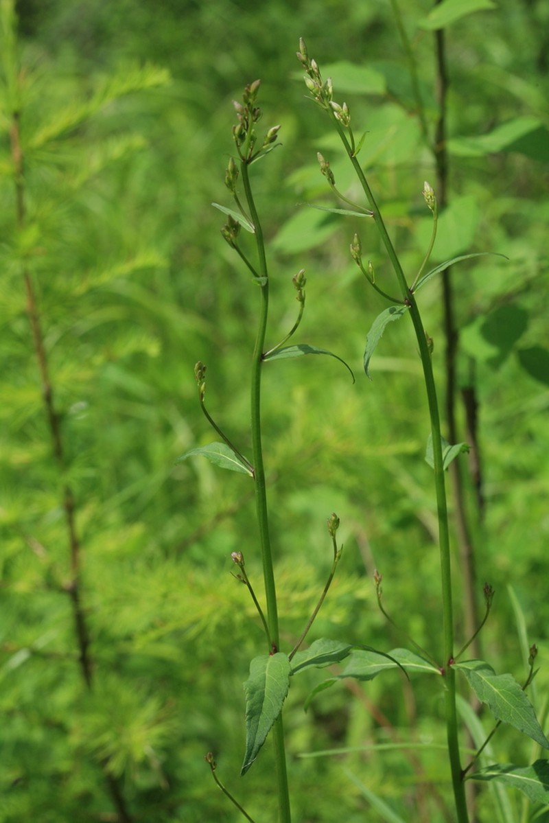 Adenophora sublata
