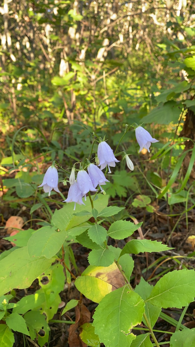 Adenophora sublata photo 2