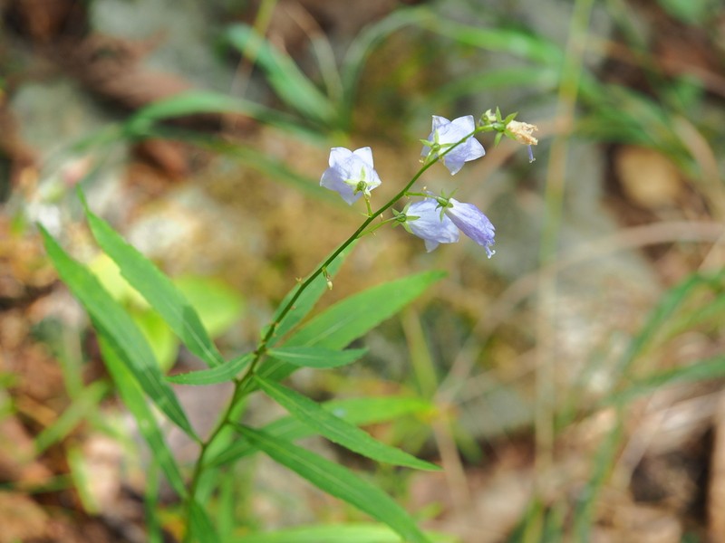 Adenophora sublata photo 3