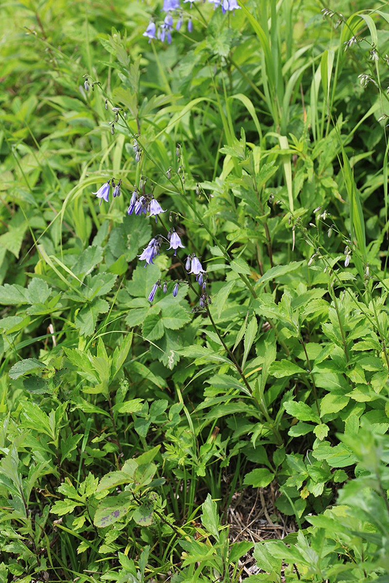 Adenophora sublata photo 4