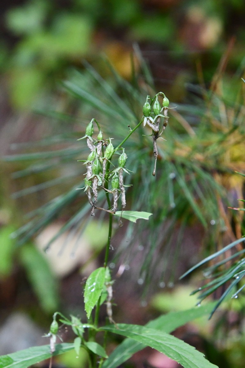 Adenophora sublata photo 5